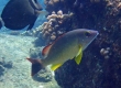 Toau, Blacktail Snapper