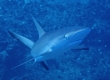 Gray Reef Shark