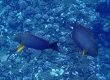 Yellowfin Surgeonfish, Pualu