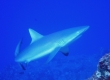 Gray Reef Shark, Mano