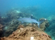 Whitetip Reef Shark, Mano Lalakea