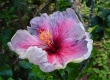 Hibiscus 01a.jpg