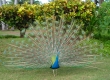 DSC01233a_Peacock