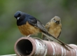 _DSC0163a_White-rumped Shama