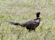 _DSC0583a_Ring-necked Pheasant