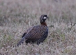 _DSC2327a_Black Francolin