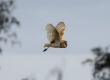 _DSC2367aa_Barn Owl