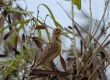 _DSC3327a_Western Meadow-lark