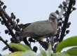 _DSC3470a_Spotted Dove