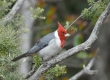 _DSC3600a_Brazilian Cardinal