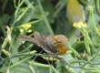 _DSC5783a_House Finch