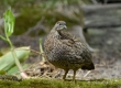 _DSC6391a_Erckel Francolin