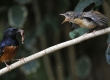 _DSC7291a_White-rumped Shama