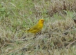 _DSC7446a_Saffron Finch