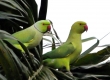 _DSC7856aa_Rose Ringed Parakeet