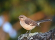 DSC_1340a_Northern Mockingbird