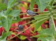 DSC_2066a_Java Sparrow