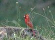 DSC_2711a+Northern Cardinal