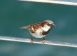 DSC_4719a_House Sparrow