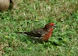 DSC_6950a_House Finch