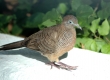 DSC_6966a_Zebra Dove