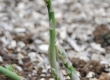 Asparagus