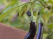 Eggplant