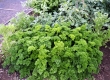 Parsley