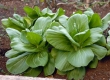 Bak Choy