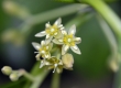 Avacado flowers