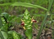 Ginger