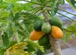 Papayas