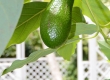 Avacado