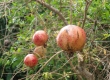 Pomagranate