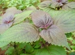 Shiso