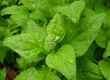 New Zealand Spinach