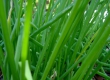 Green Onion