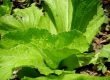 Mustard Cabbage