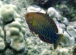 Shortnose Wrasse - Endemic