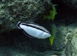 Yellowstriped Coris, Hilu - Endemic