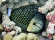 Rockmover Wrasse