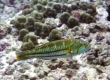 Surge Wrasse, Hou