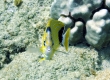 Bluestriped Butterflyfish, Kipakapu - Endemic