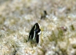 Gosline's Fangblenny - Endemic