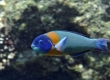 Saddle Wrasse, Hinalea lauwili