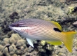 Hawaiian Hogfish, 'A'awa - Endemic