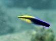 Hawaiian Cleaner Wrasse -Endemic