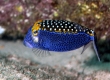 Spotted Boxfish