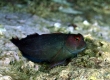 Scarface Blenny - Endemic