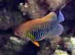 Potter's Angelfish - Endemic